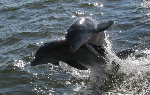 Dolphins at play along the Alabama Gulf coast