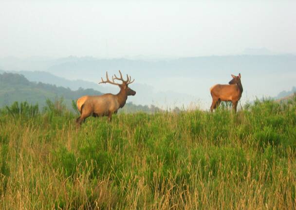 Elk in Southeastern Kentucky